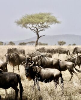 Serengeti National Park