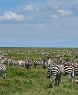 Ngorongoro